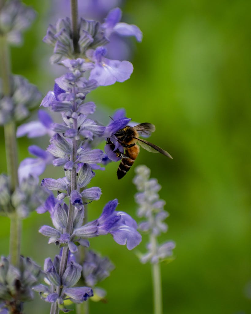 A honeybee collecting nectar from lavender flowers against a green background.